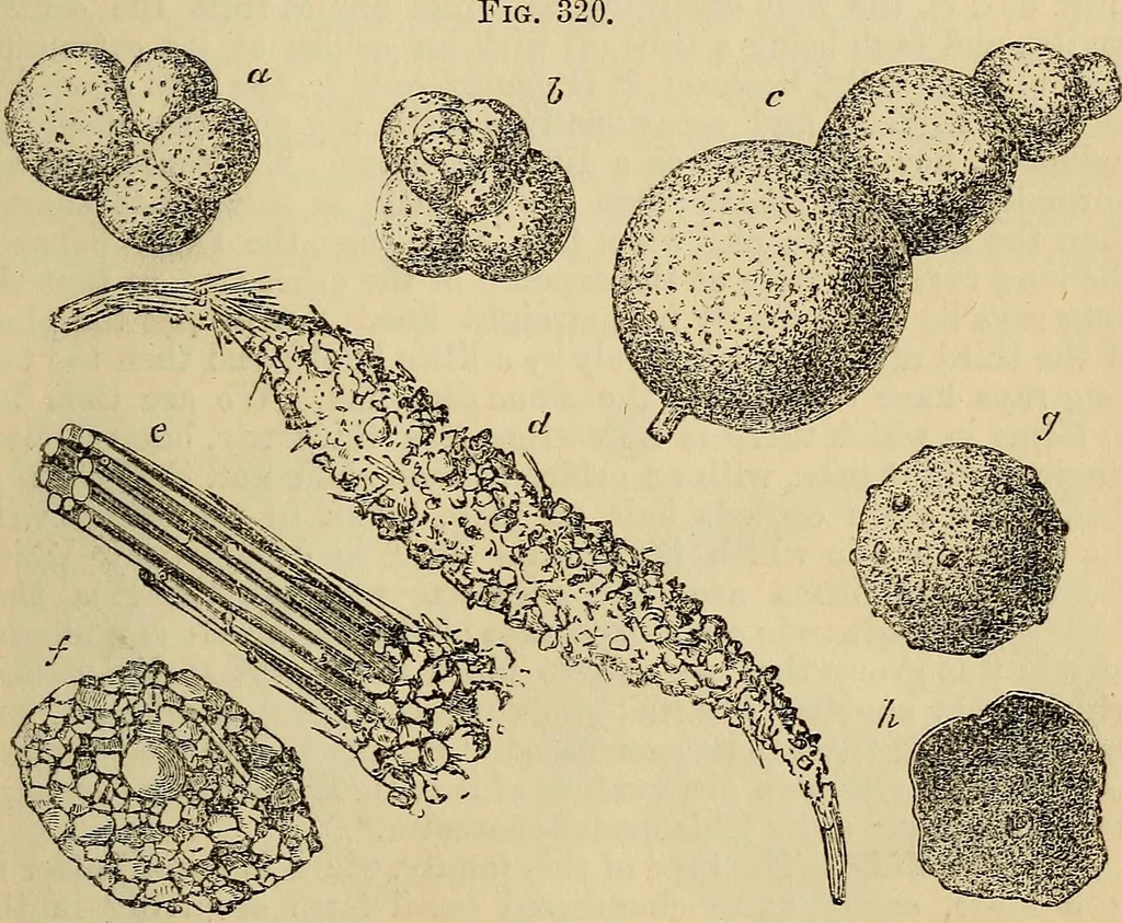 An illustration from The microscope and its revelations, 1881, leaf 632