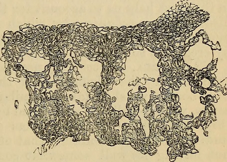 An illustration from The microscope and its revelations, 1881, leaf 638