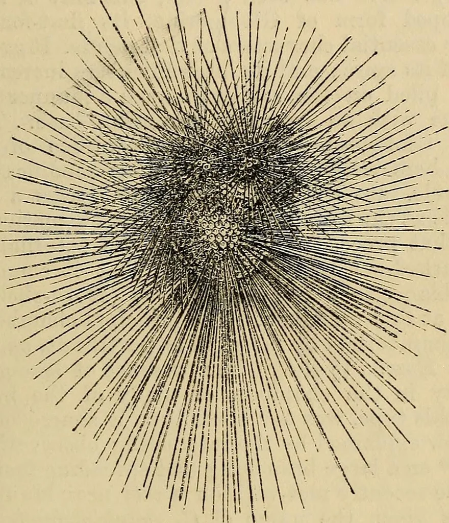 An illustration from The microscope and its revelations, 1881, leaf 642