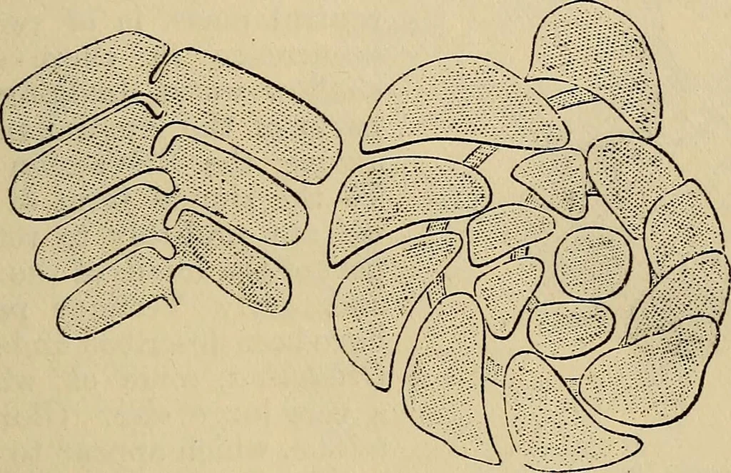 An illustration from The microscope and its revelations, 1881, leaf 644