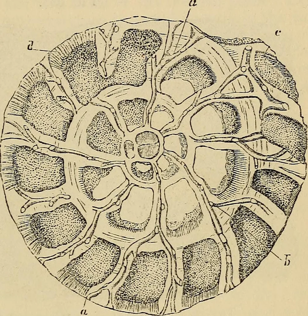 An illustration from The microscope and its revelations, 1881, leaf 646