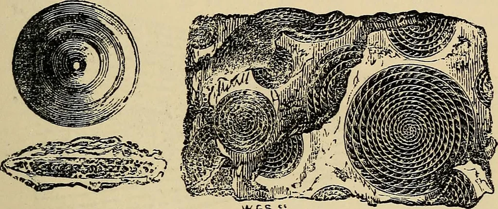 An illustration from The microscope and its revelations, 1881, leaf 654