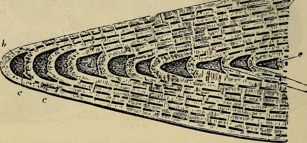 An illustration from The microscope and its revelations, 1881, leaf 655