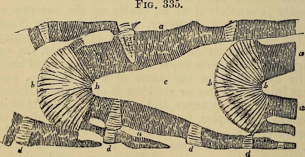 An illustration from The microscope and its revelations, 1881, leaf 655