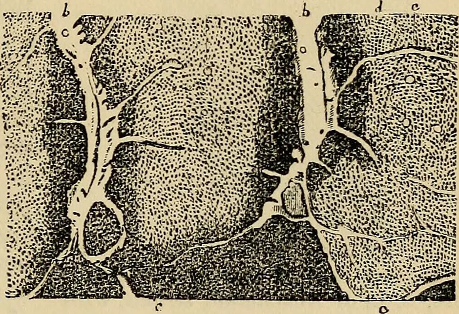 An illustration from The microscope and its revelations, 1881, leaf 656