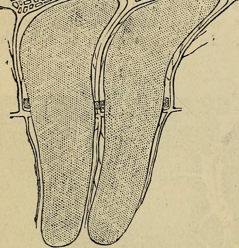 An illustration from The microscope and its revelations, 1881, leaf 657