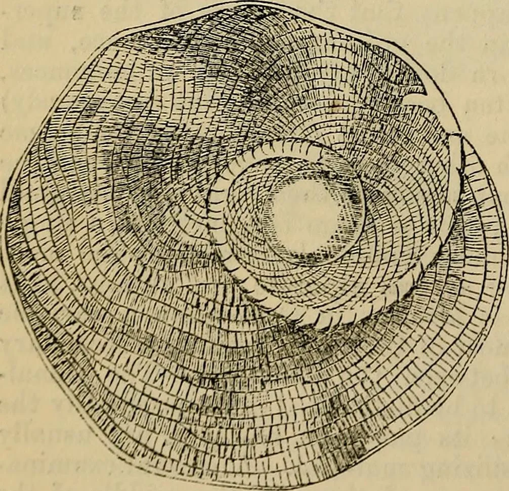 An illustration from The microscope and its revelations, 1881, leaf 657