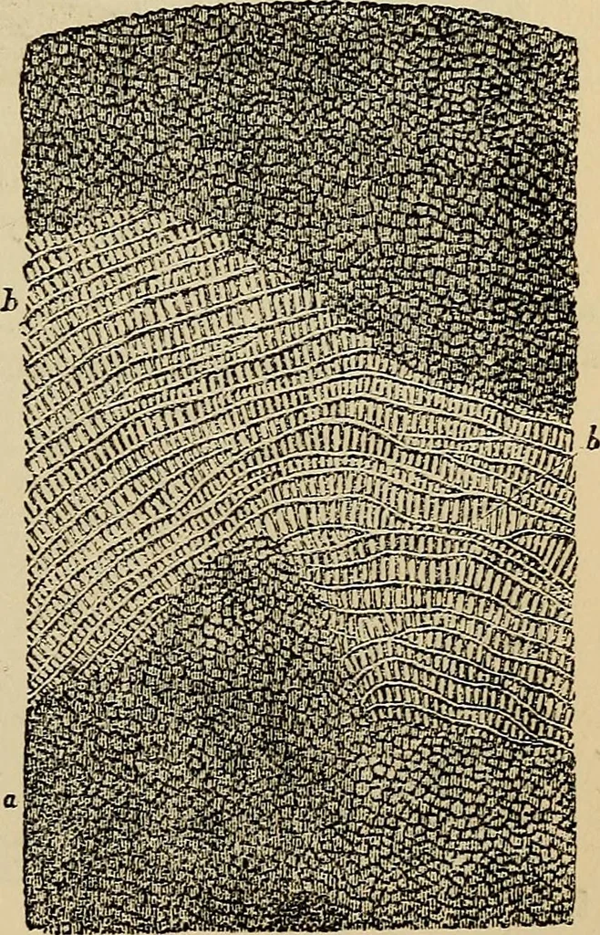 An illustration from The microscope and its revelations, 1881, leaf 658