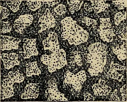 An illustration from The microscope and its revelations, 1881, leaf 659
