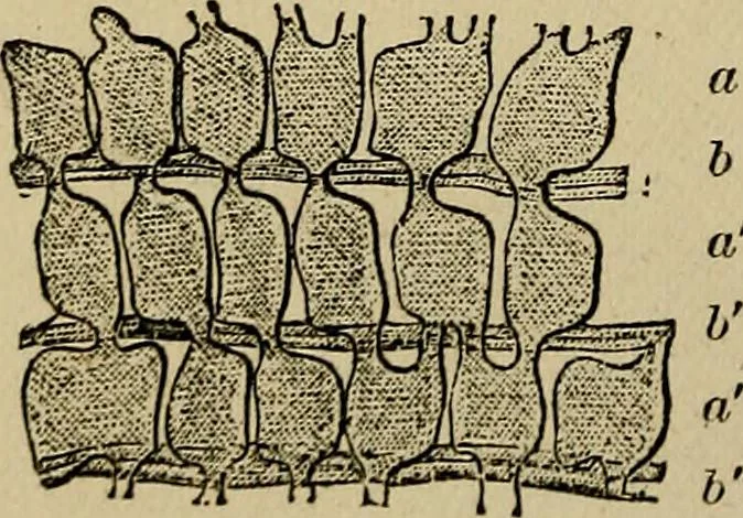 An illustration from The microscope and its revelations, 1881, leaf 659
