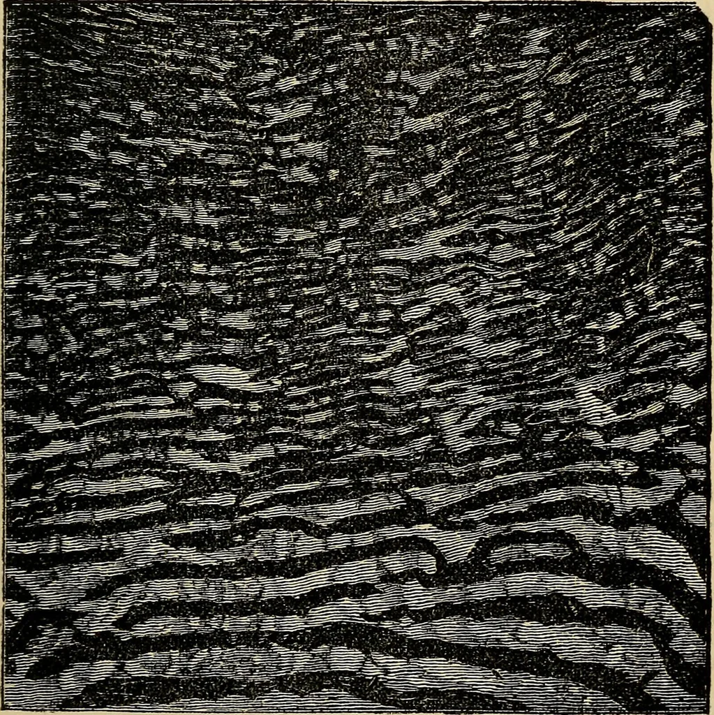 An illustration from The microscope and its revelations, 1881, leaf 660