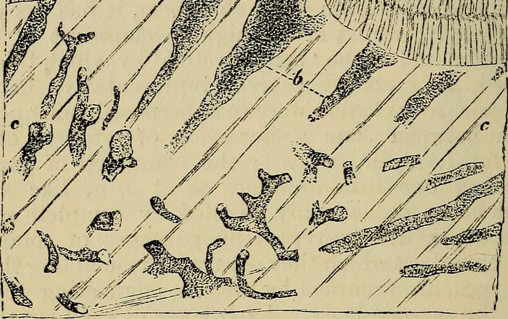 An illustration from The microscope and its revelations, 1881, leaf 665