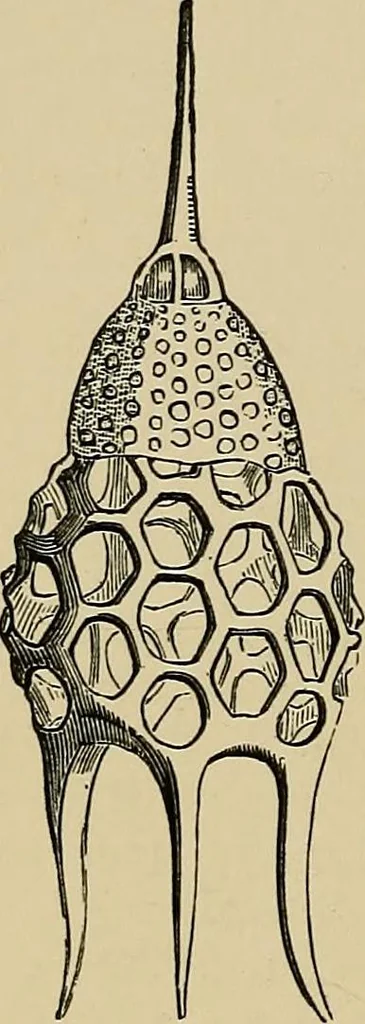 An illustration from The microscope and its revelations, 1881, leaf 673