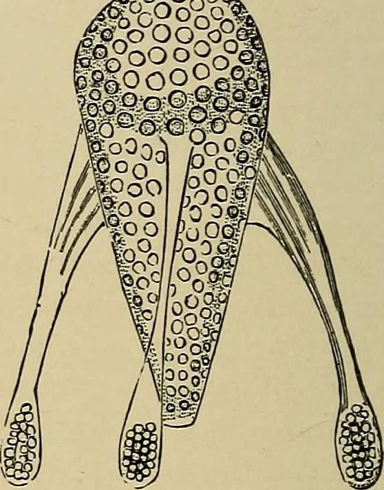 An illustration from The microscope and its revelations, 1881, leaf 673
