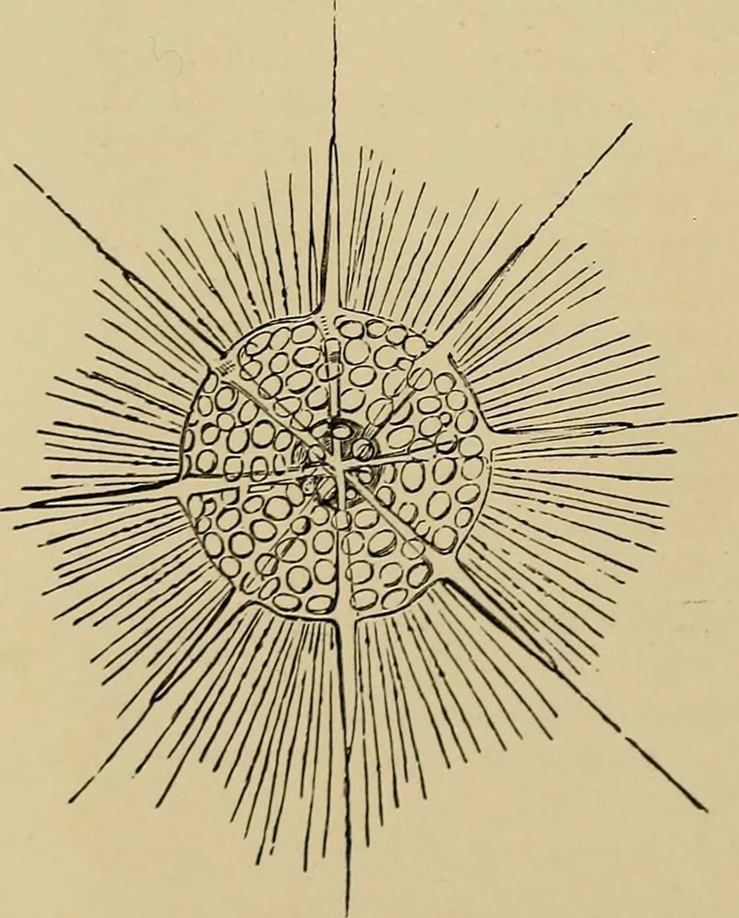 An illustration from The microscope and its revelations, 1881, leaf 673