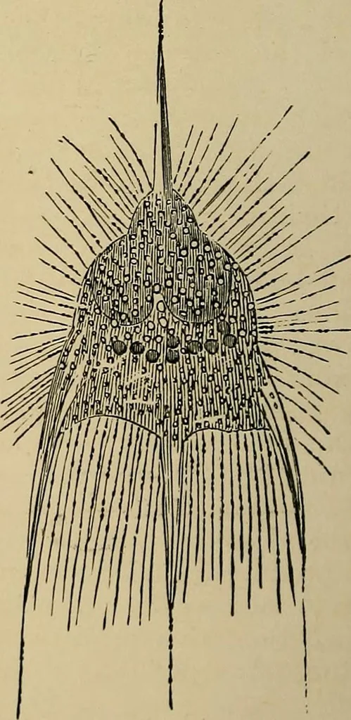 An illustration from The microscope and its revelations, 1881, leaf 673