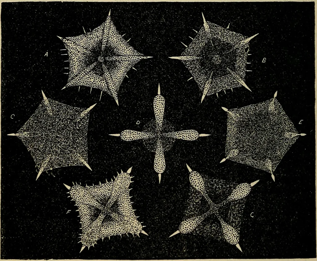 An illustration from The microscope and its revelations, 1881, leaf 675