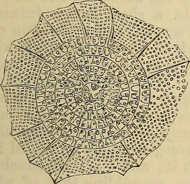 An illustration from The microscope and its revelations, 1881, leaf 676