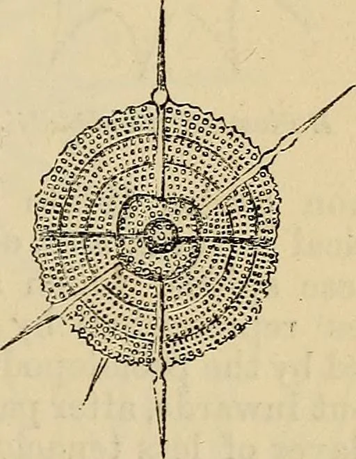 An illustration from The microscope and its revelations, 1881, leaf 676