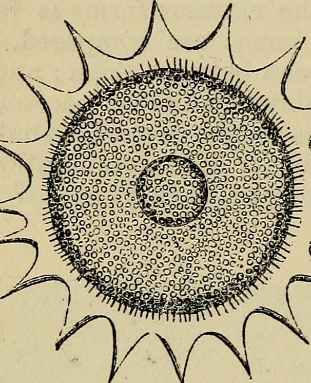 An illustration from The microscope and its revelations, 1881, leaf 677