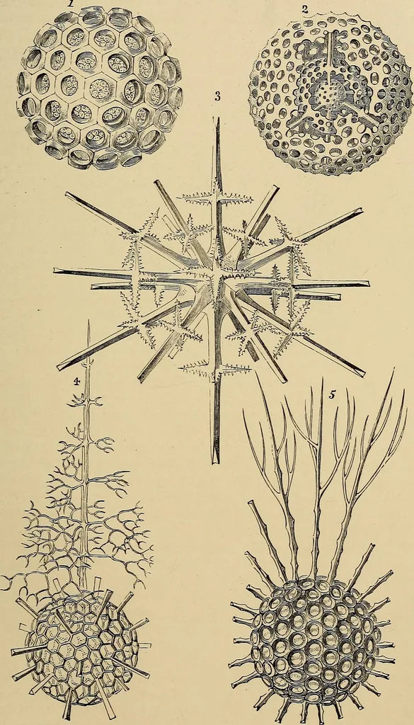 An illustration from The microscope and its revelations, 1881, leaf 678
