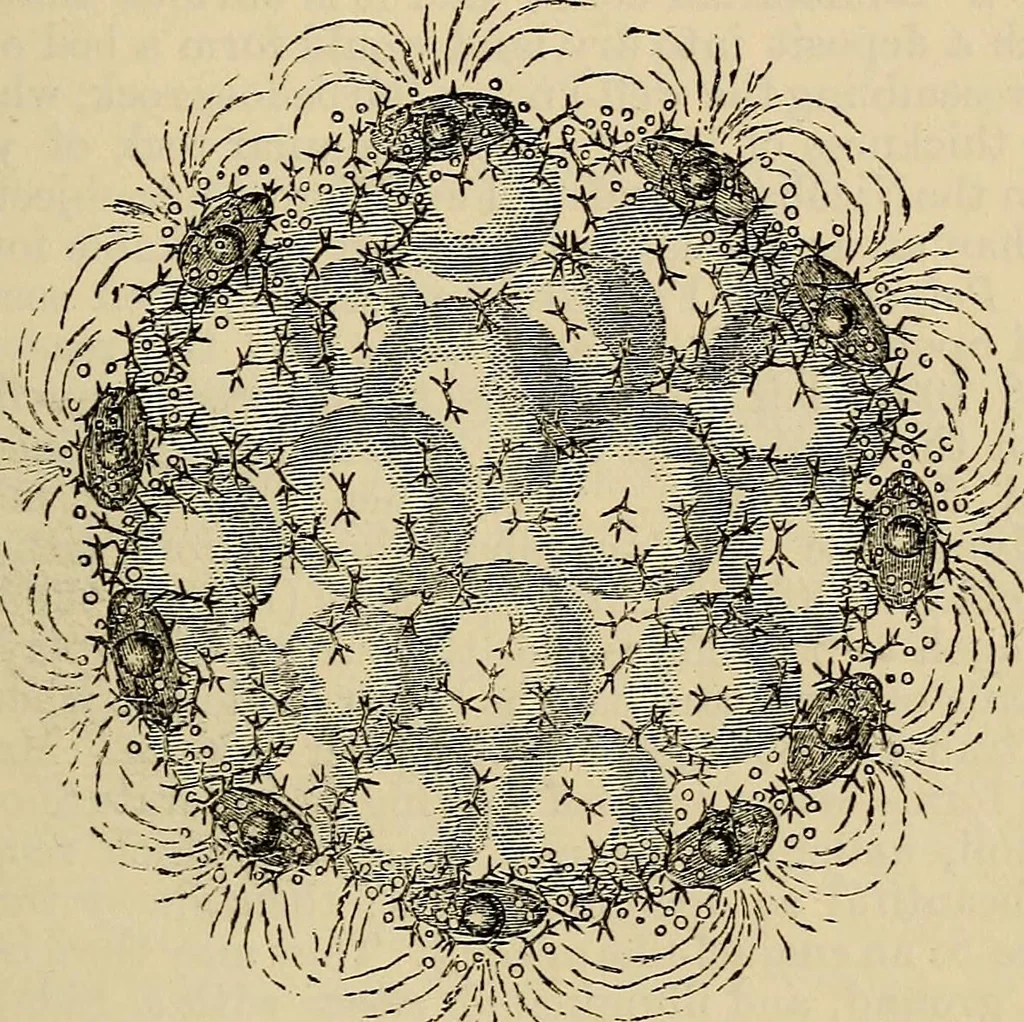 An illustration from The microscope and its revelations, 1881, leaf 680