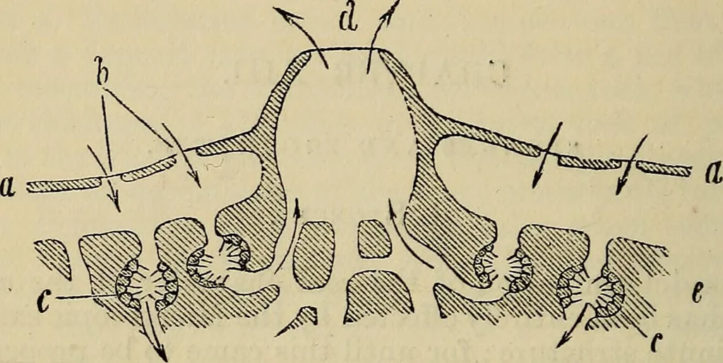 An illustration from The microscope and its revelations, 1881, leaf 683
