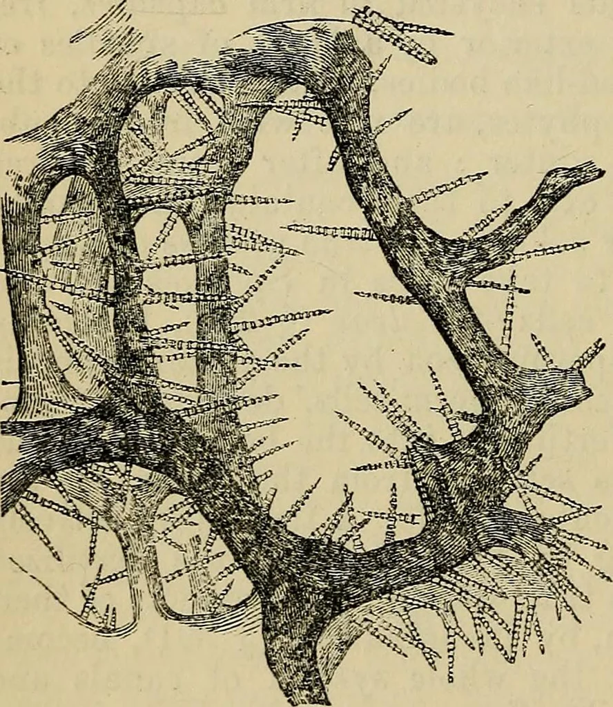 An illustration from The microscope and its revelations, 1881, leaf 685