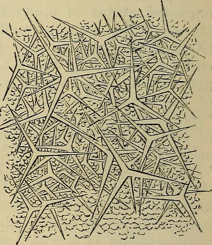 An illustration from The microscope and its revelations, 1881, leaf 685