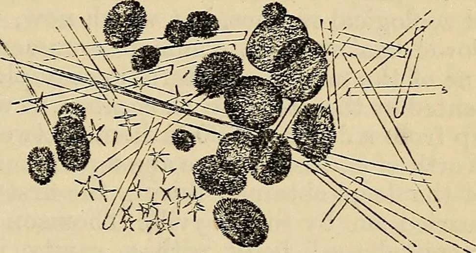 An illustration from The microscope and its revelations, 1881, leaf 686