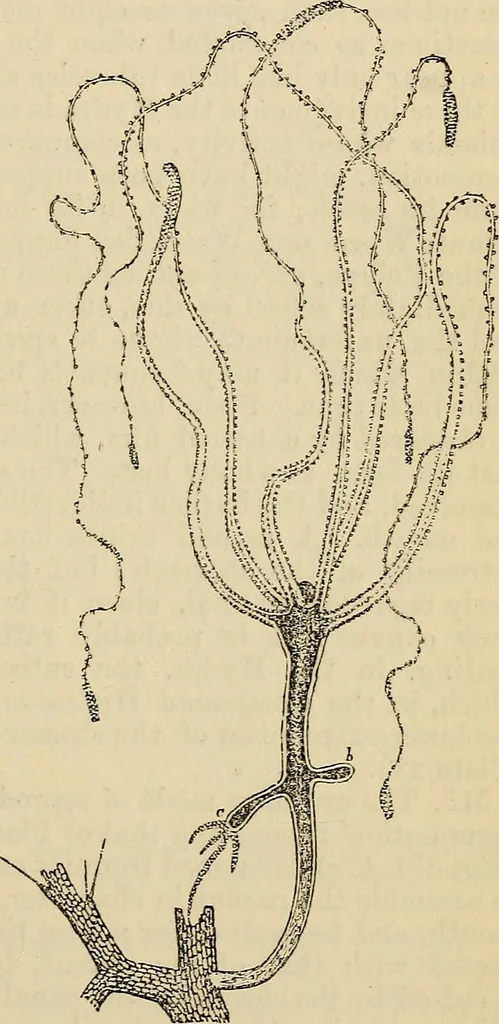 An illustration from The microscope and its revelations, 1881, leaf 690