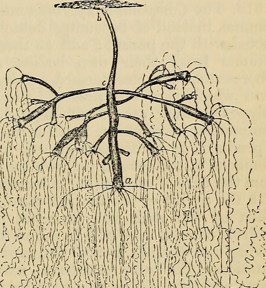 An illustration from The microscope and its revelations, 1881, leaf 692