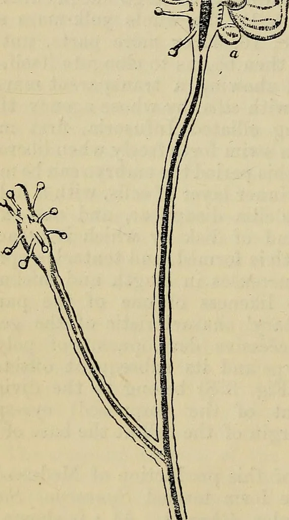 An illustration from The microscope and its revelations, 1881, leaf 695
