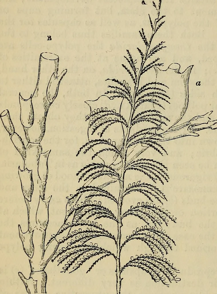 An illustration from The microscope and its revelations, 1881, leaf 699