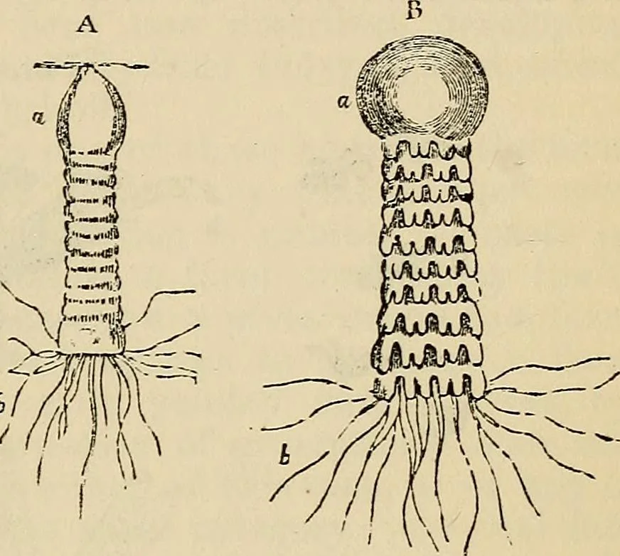 An illustration from The microscope and its revelations, 1881, leaf 702