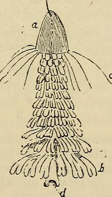 An illustration from The microscope and its revelations, 1881, leaf 702