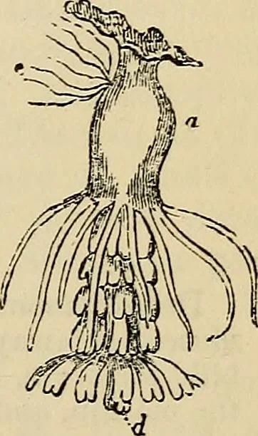 An illustration from The microscope and its revelations, 1881, leaf 702