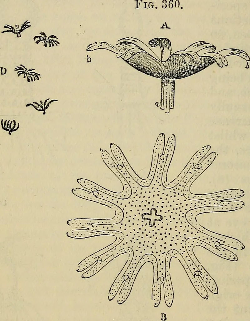 An illustration from The microscope and its revelations, 1881, leaf 703