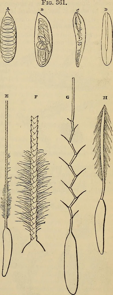 An illustration from The microscope and its revelations, 1881, leaf 706