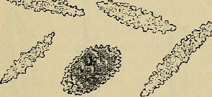 An illustration from The microscope and its revelations, 1881, leaf 707