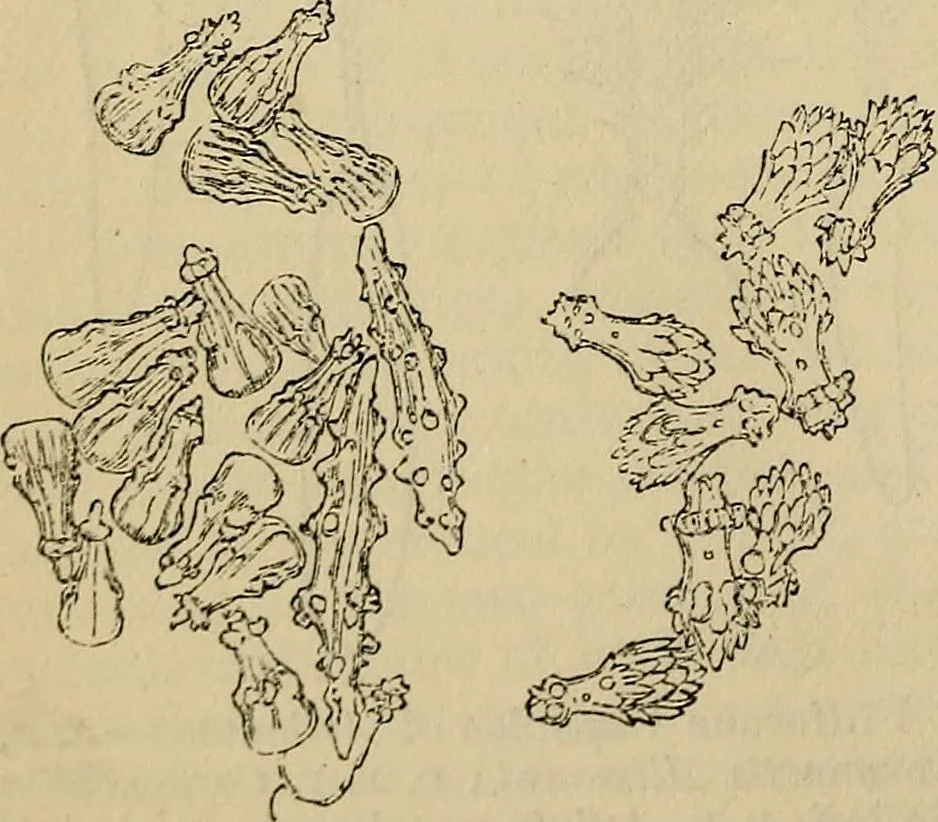 An illustration from The microscope and its revelations, 1881, leaf 707