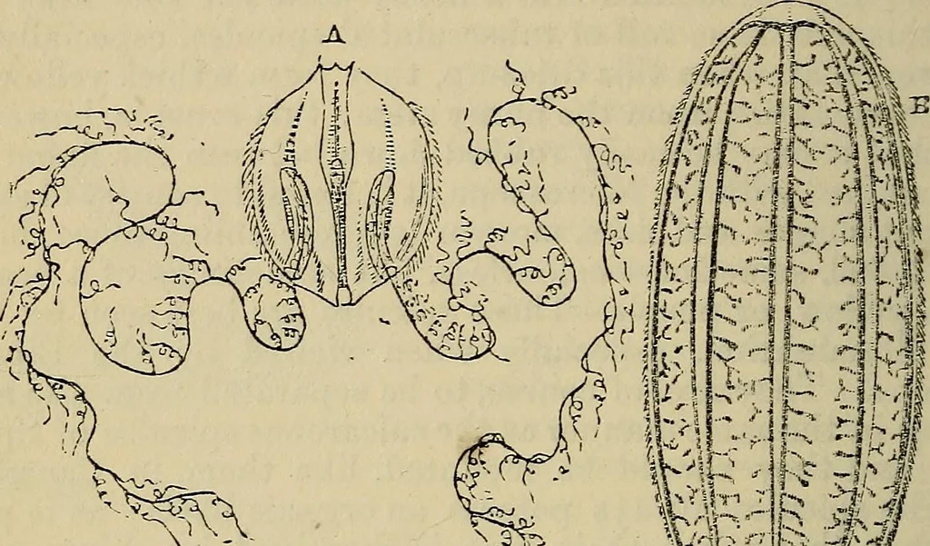 An illustration from The microscope and its revelations, 1881, leaf 709