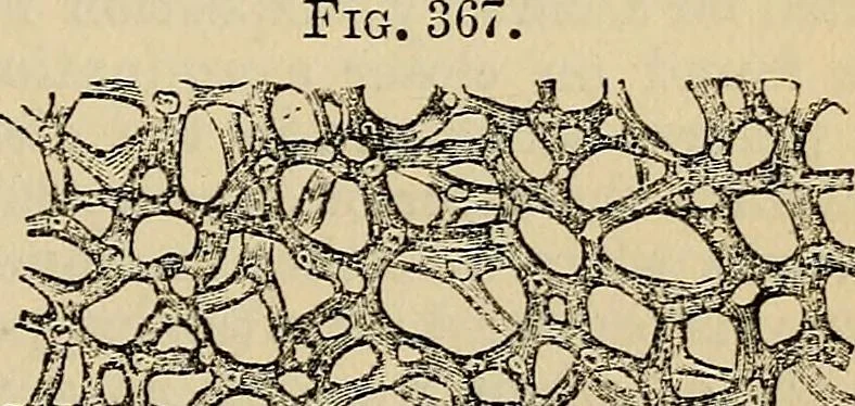 An illustration from The microscope and its revelations, 1881, leaf 712