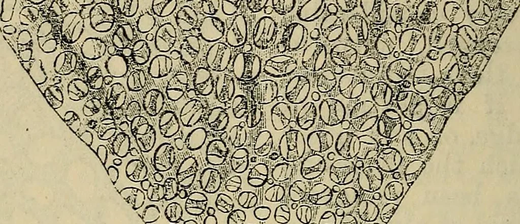 An illustration from The microscope and its revelations, 1881, leaf 713
