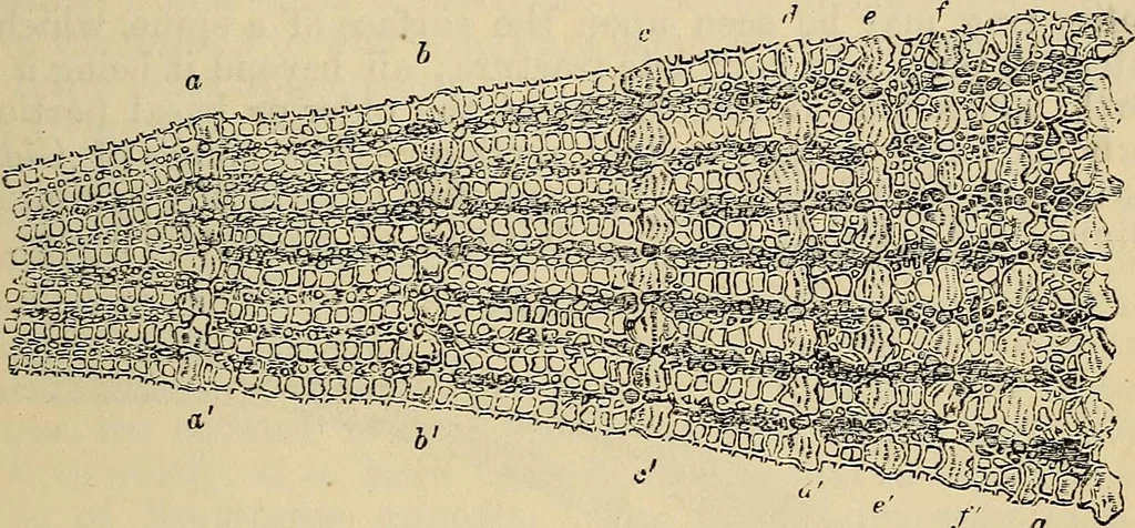 An illustration from The microscope and its revelations, 1881, leaf 714