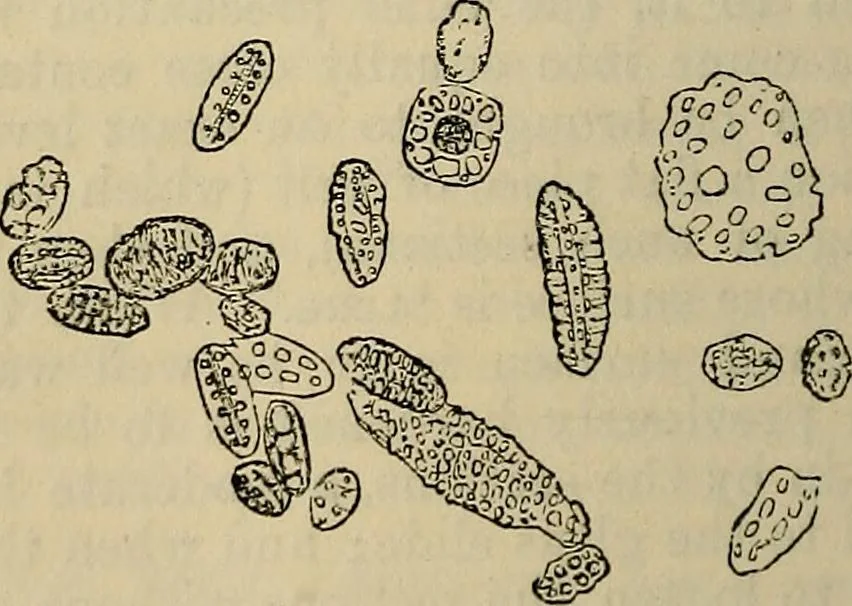 An illustration from The microscope and its revelations, 1881, leaf 721