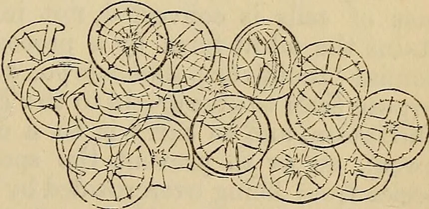 An illustration from The microscope and its revelations, 1881, leaf 722
