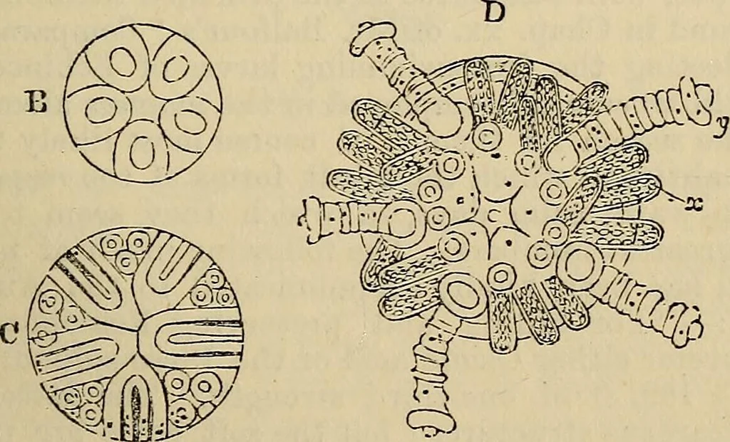 An illustration from The microscope and its revelations, 1881, leaf 726