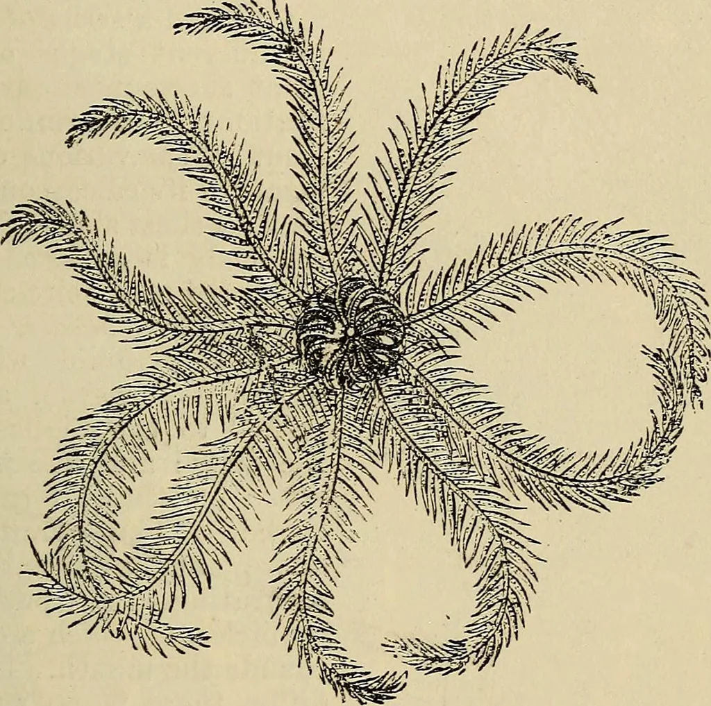 An illustration from The microscope and its revelations, 1881, leaf 728