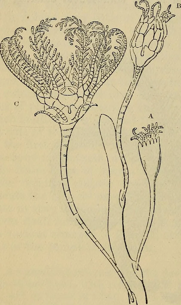 An illustration from The microscope and its revelations, 1881, leaf 729